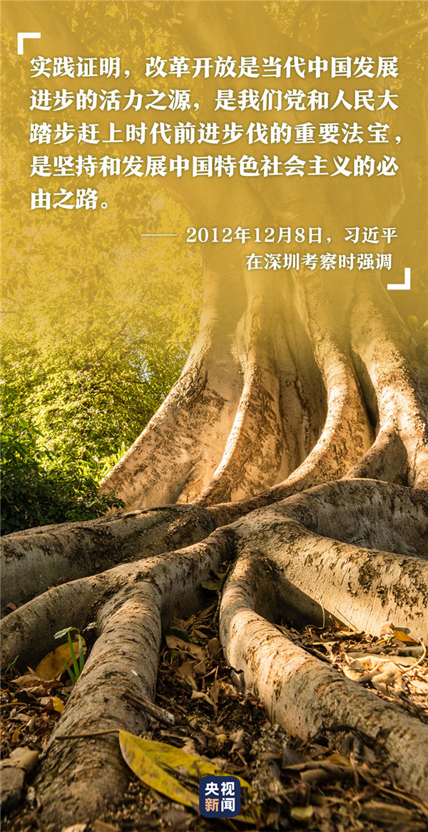 高山榕樹(shù)4.jpg