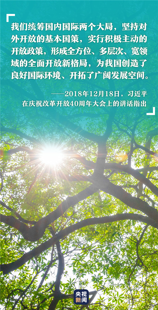 高山榕樹(shù)發(fā)6.jpg