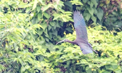 鳥(niǎo).jpg