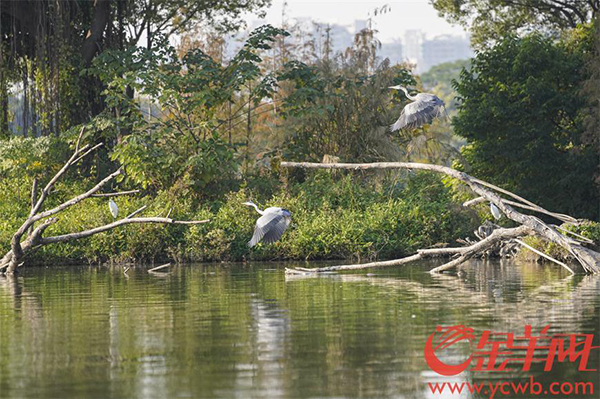 鳥(niǎo)類(lèi).jpg