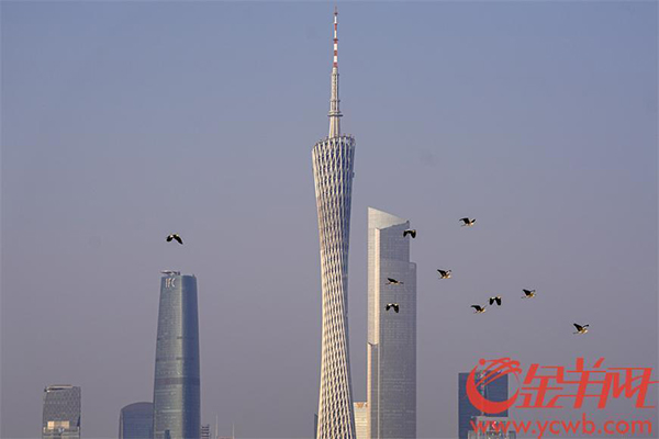 鳥(niǎo)類(lèi)2.jpg